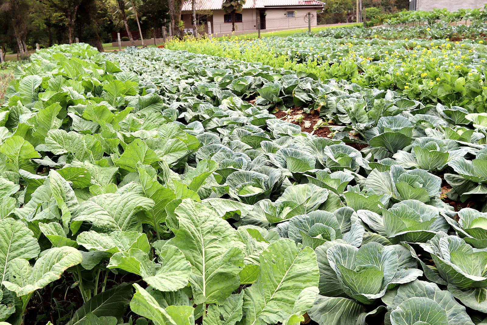 Merenda escolar beneficia agricultura familiar