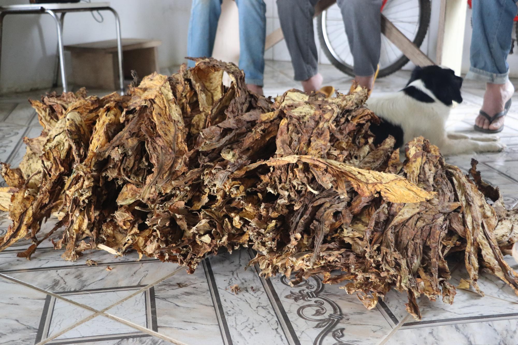 Procon acompanha perdas de produtores causadas por quedas de energia na produção de tabaco