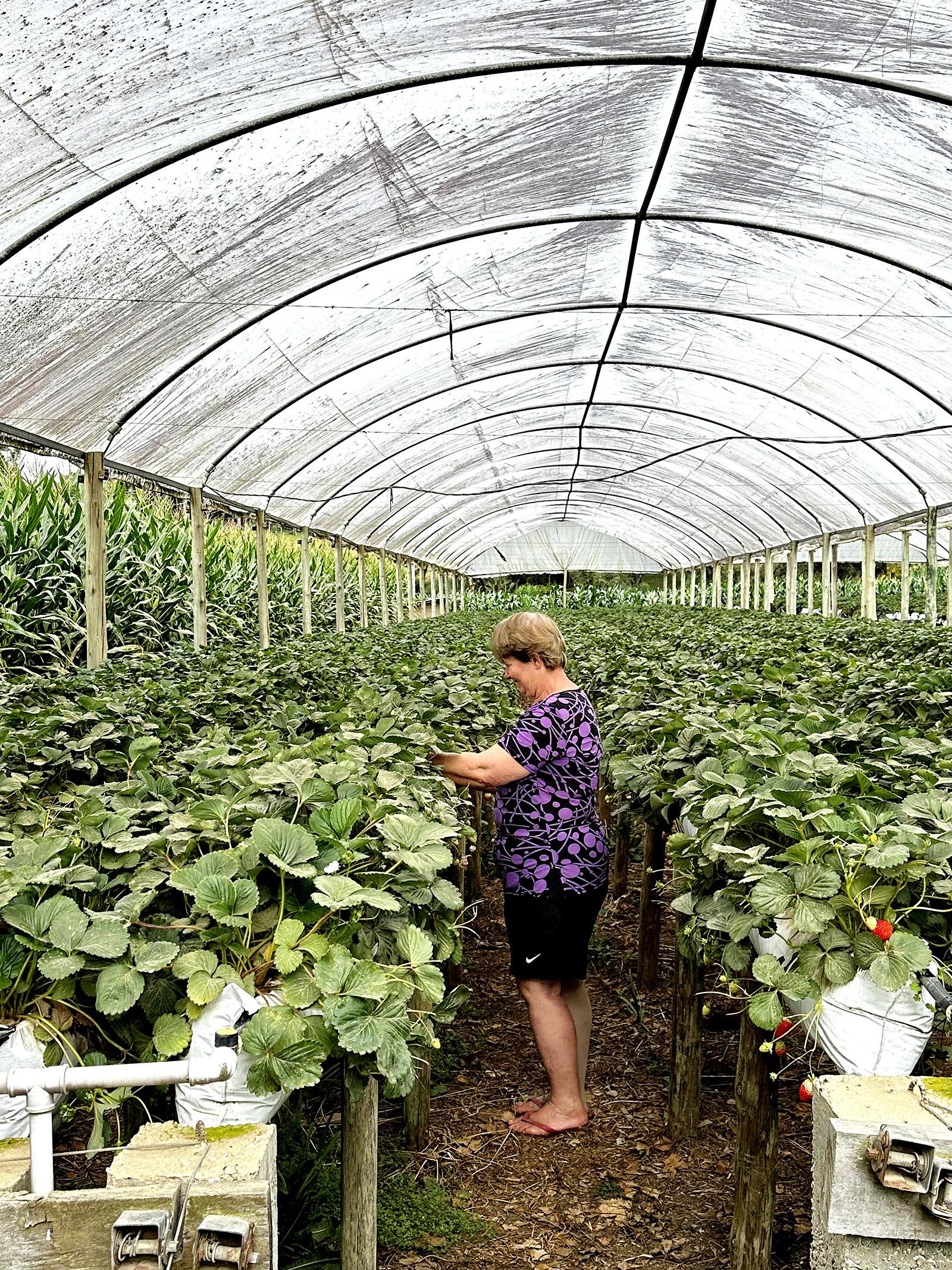 Alimentação escolar de Piên alia qualidade nutricional e fortalecimento da agricultura familiar