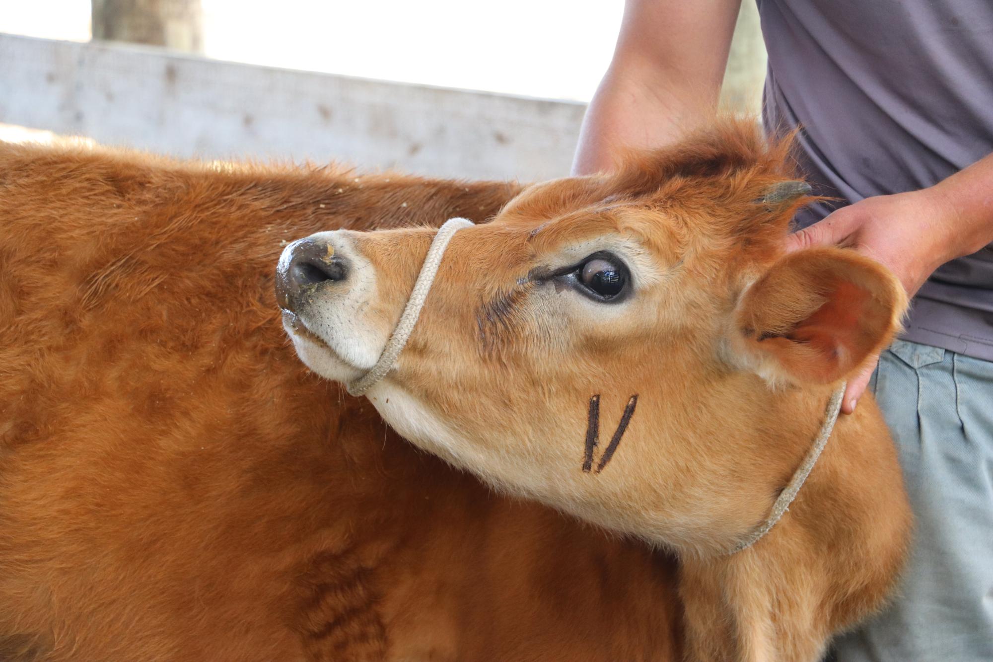 Vacinação contra Brucelose e atualização de rebanhos reforçam sanidade animal em Piên Vacinação contra Brucelose e atualização de rebanhos reforçam sanidade animal em Piên