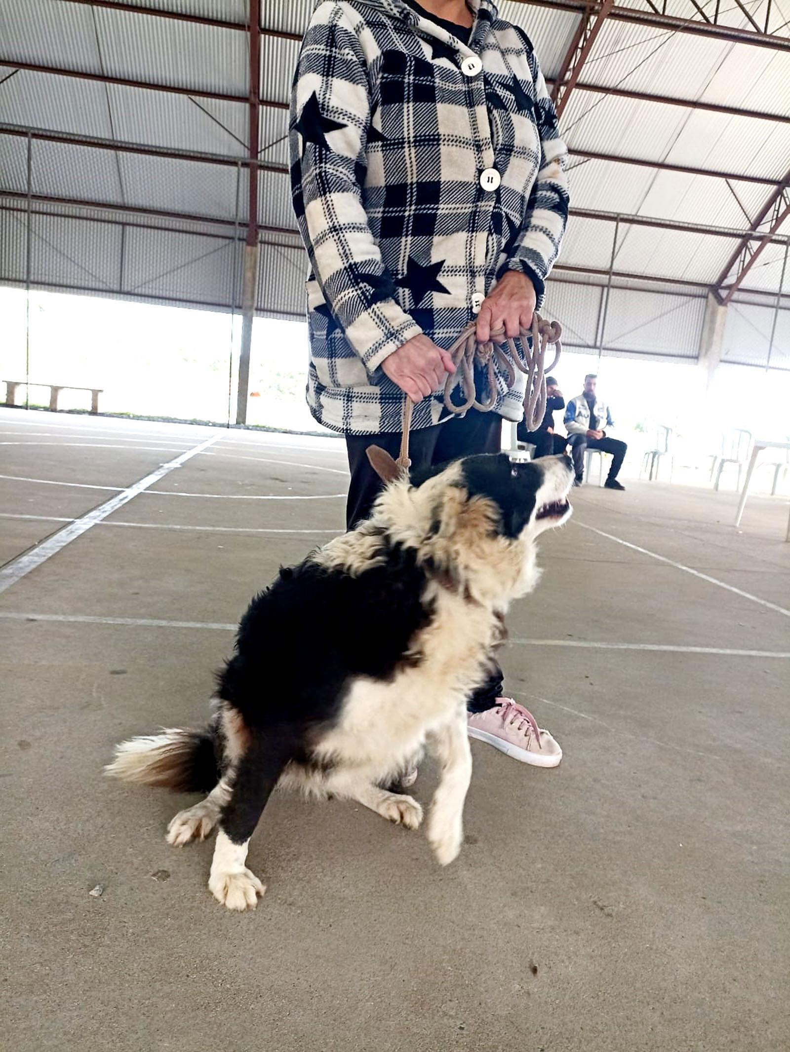 Primeiro dia do Vet Paraná realiza mais de 115 atendimentos gratuitos a cães e gatos em Piên Primeiro dia do Vet Paraná realiza mais de 115 atendimentos gratuitos a cães e gatos em Piên