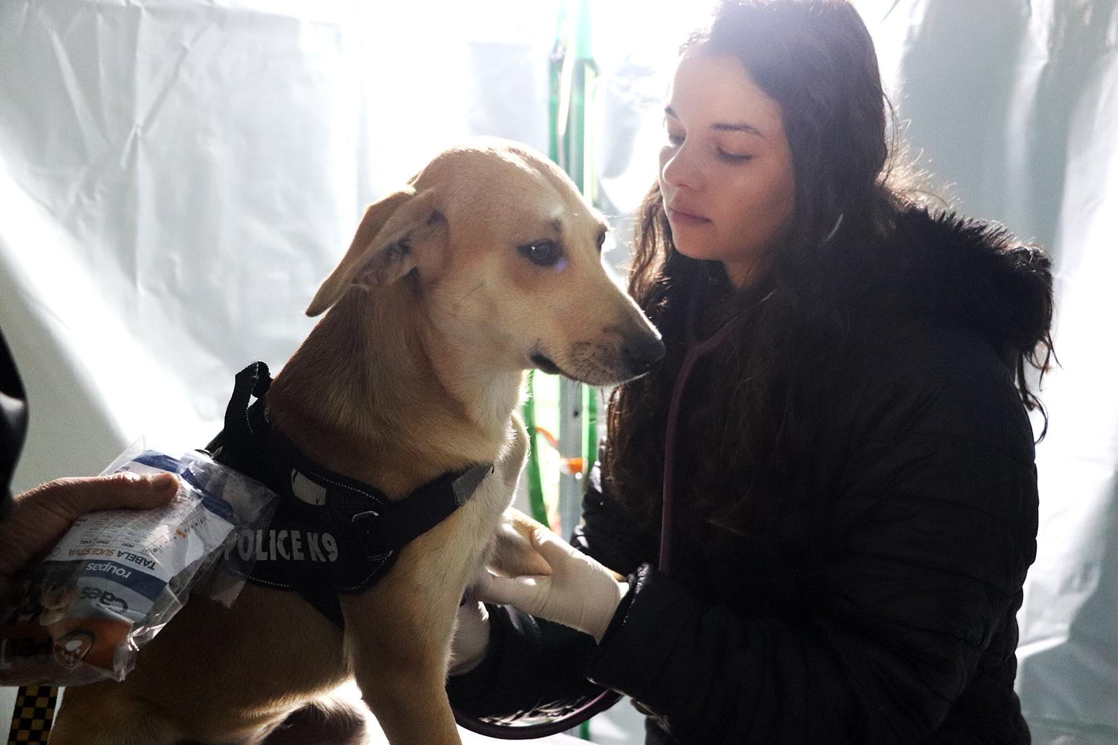 Piên realiza mutirão de castração e reforça compromisso com a proteção animal Piên realiza mutirão de castração e reforça compromisso com a proteção animal
