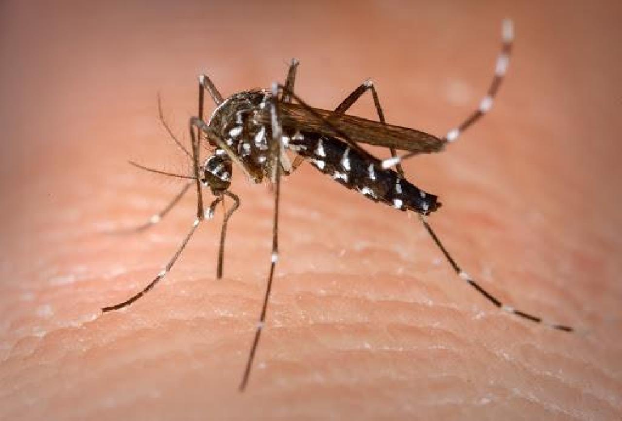 Piên em alerta contra a Dengue