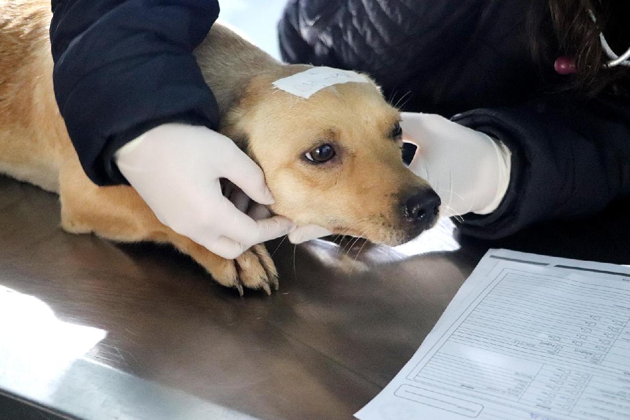 Castrapet-PR: Piên realiza 109 castrações em dois dias de atendimento