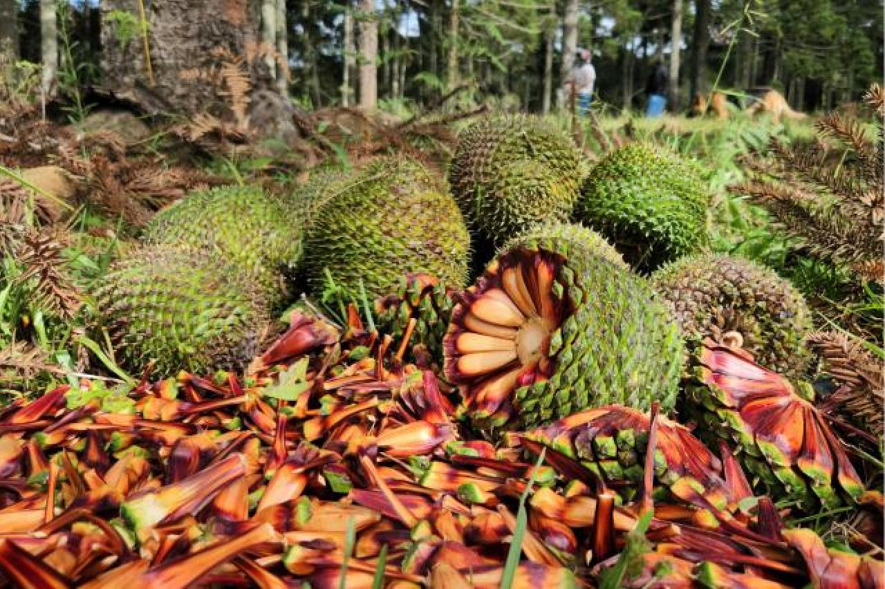 Colheita de pinhão está liberada em todo o Paraná