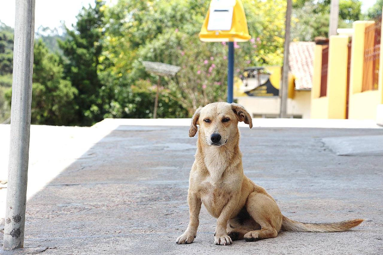 Parceria com universidade visa cuidar de animais de rua 