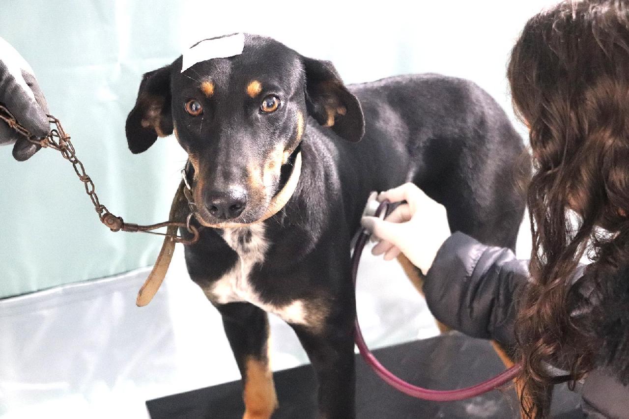 Piên realiza mutirão de castração e reforça compromisso com a proteção animal