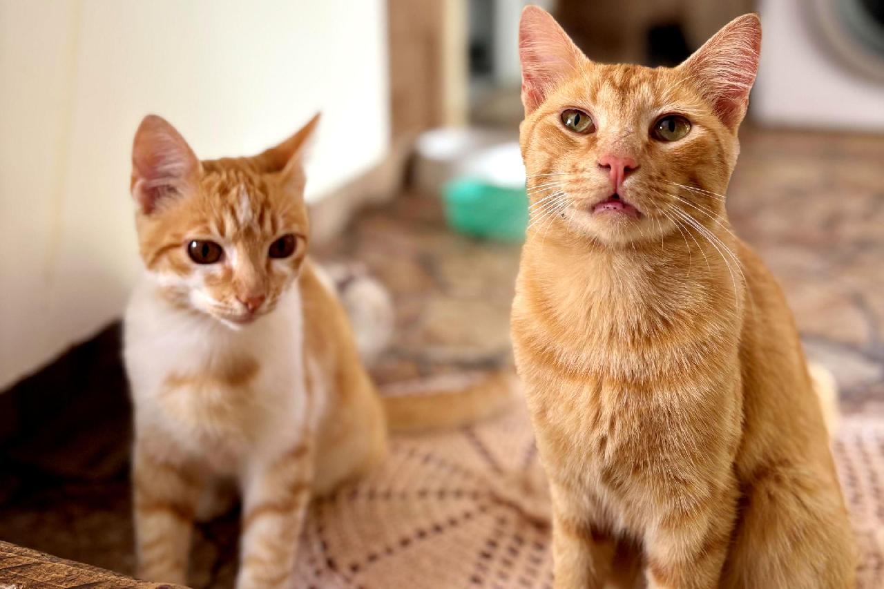 Prefeitura realiza intensificação da vacinação antirrábica para cães e gatos neste sábado