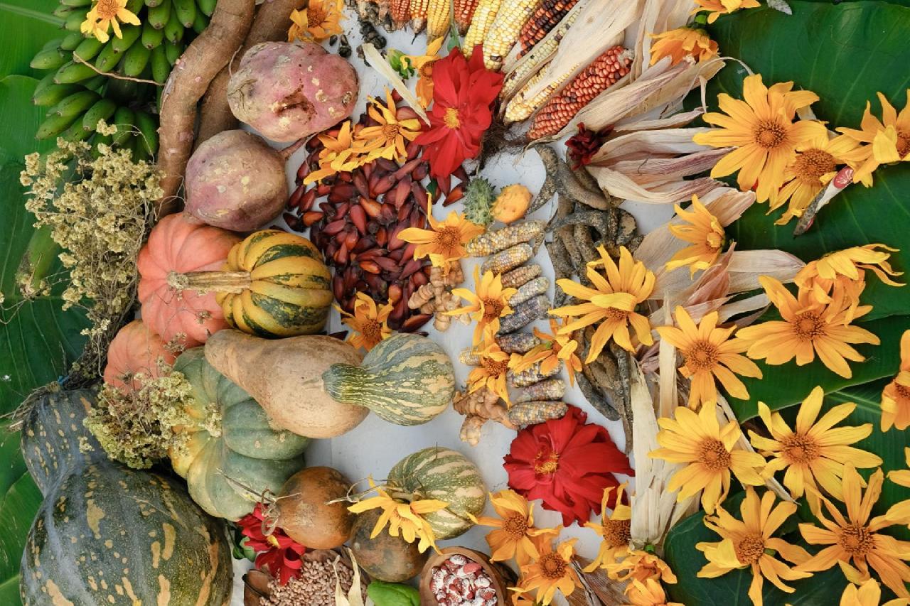 Sementes Crioulas será tema da Feira da Lua desta semana 