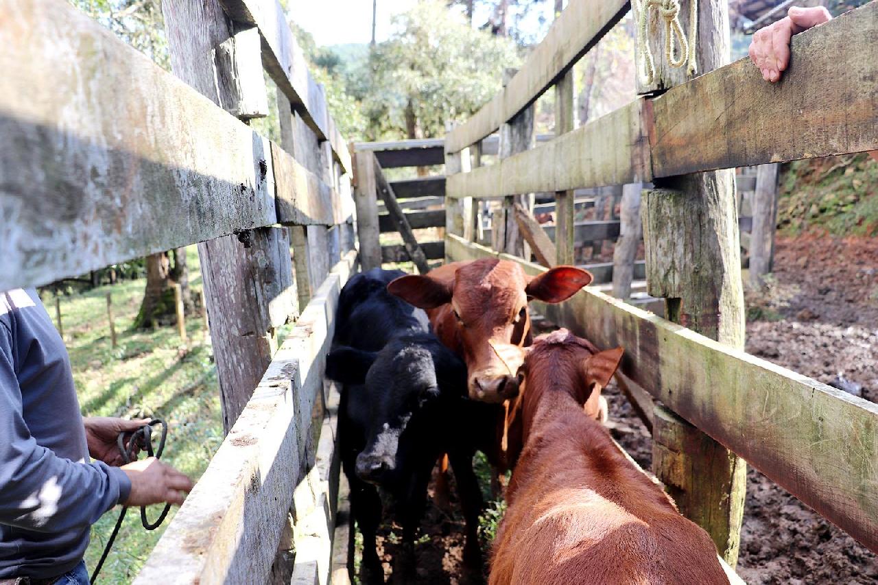Vacinação contra Brucelose e atualização de rebanhos reforçam sanidade animal em Piên